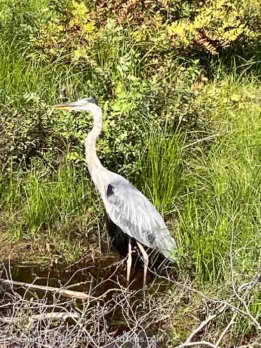 heron standing amid tall grasses