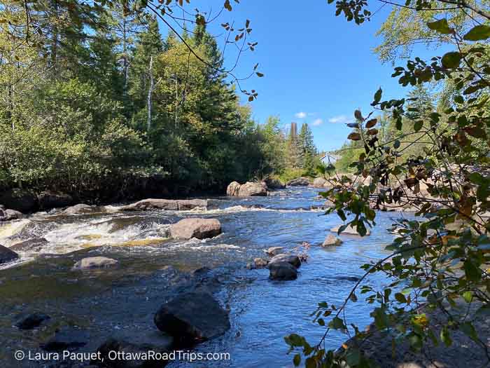 rocky river surrounded by trees