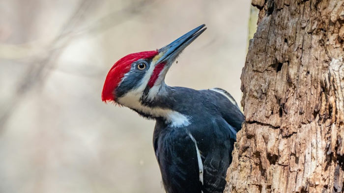 patrice-bouchard-pileated-woodpecker-unsplash - Ottawa Road Trips closeup of a pileated woodpecker, with red head and long bill, on a tree trunk