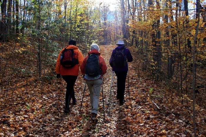 Three people walking along an uphill forest trail in fall, photographed from behind.