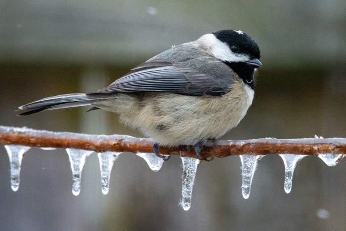 joshua-j-cotten-chickadee-unsplash 700 - Ottawa Road Trips closeup of a chickadee on an icy branch