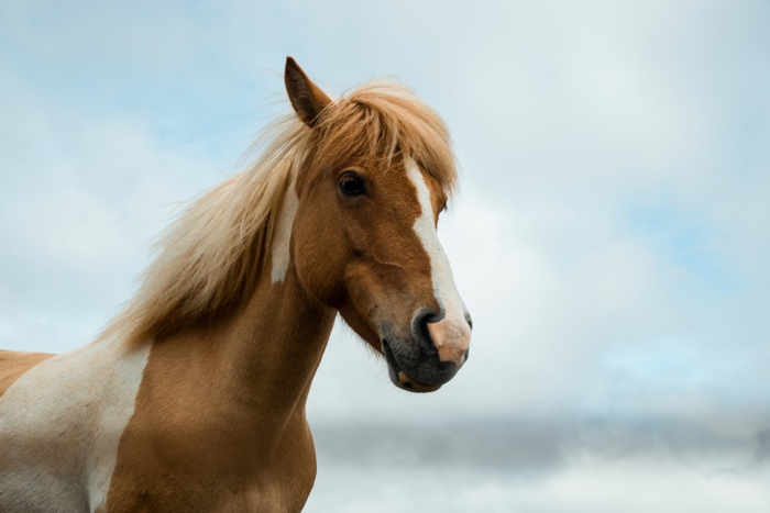 silje-midtgard-horse-unsplash - Ottawa Road Trips brown and white horse