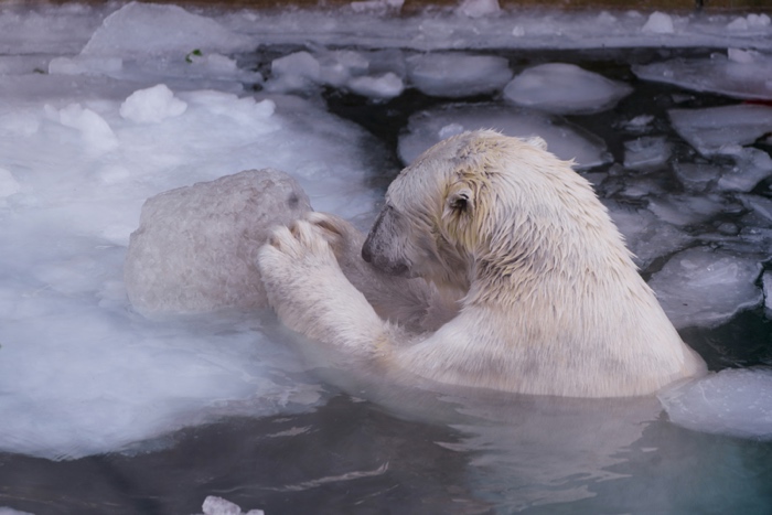 yomex-owo-polar bear-unsplash 700 - Ottawa Road Trips close up of a wet polar bear holding onto a chunk of ice and mostly submerged in icy water