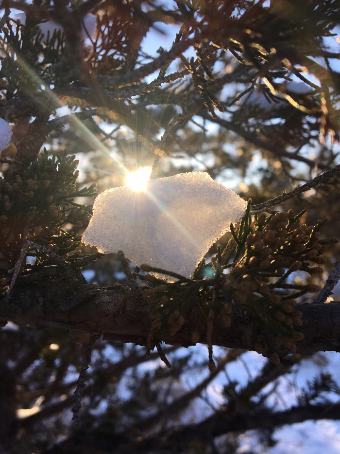 snow diamond claire beach - Ottawa Road Trips diamond of snow in a winter tree branch with sun behind it