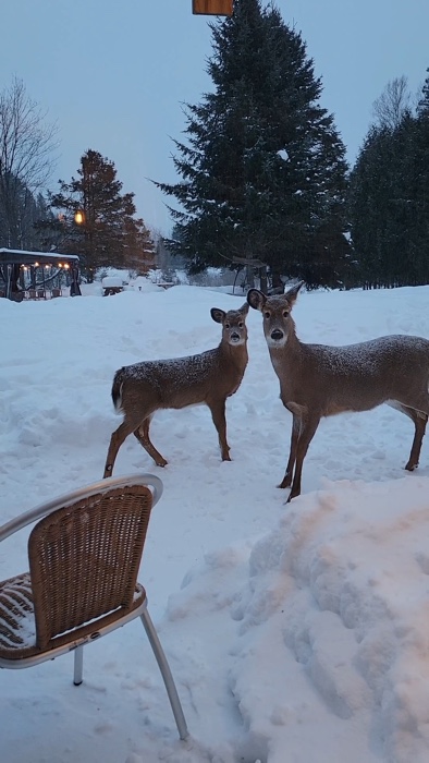 deer at oberge inn sized - Ottawa Road Trips two deer on a snowy patio, staring at the camera