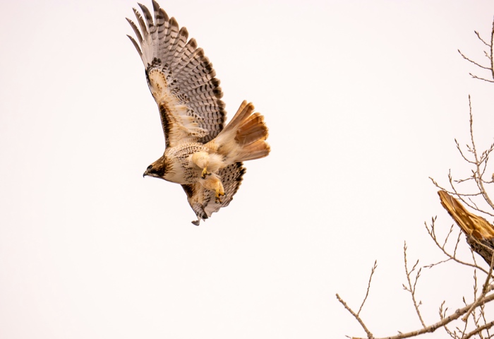 red-tailed hawk in flight, viewed from below