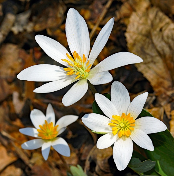 thomas-elliott-bloodroot-unsplash - Ottawa Road Trips small white flowers with distinct petals and yellow centres