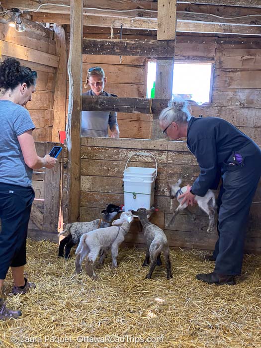 lambs at a feeder bucket