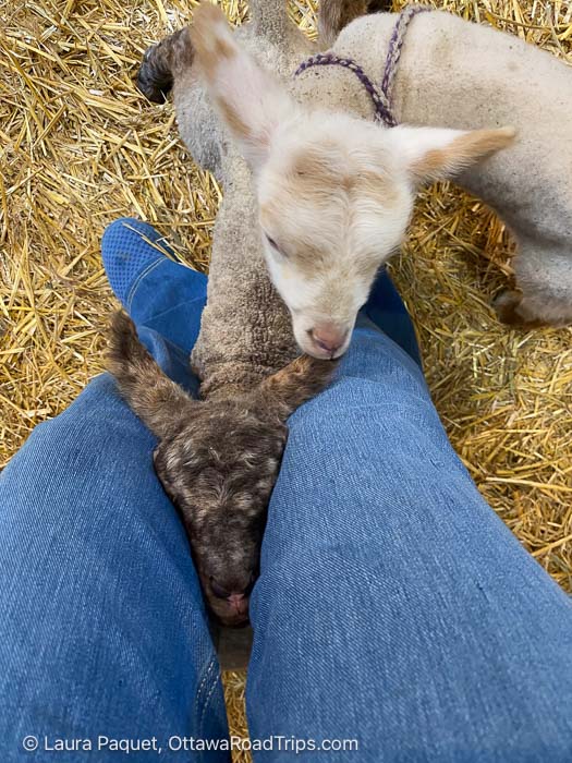 two lambs at someone's feet, taken from above