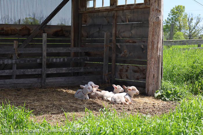 six lambs in a wooden shelter in a farm field