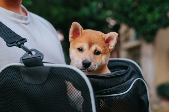 dex-ezekiel-dog-carrier-unsplash - Ottawa Road Trips small brown dog sitting in an open pet-carrier bag