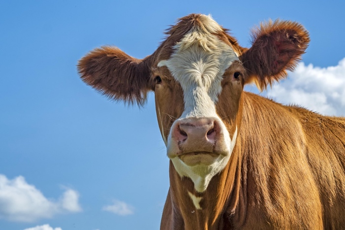 wolfblur-cow-3647415_1920 sized - Ottawa Road Trips brown and white cow looking at camera with blue sky in background